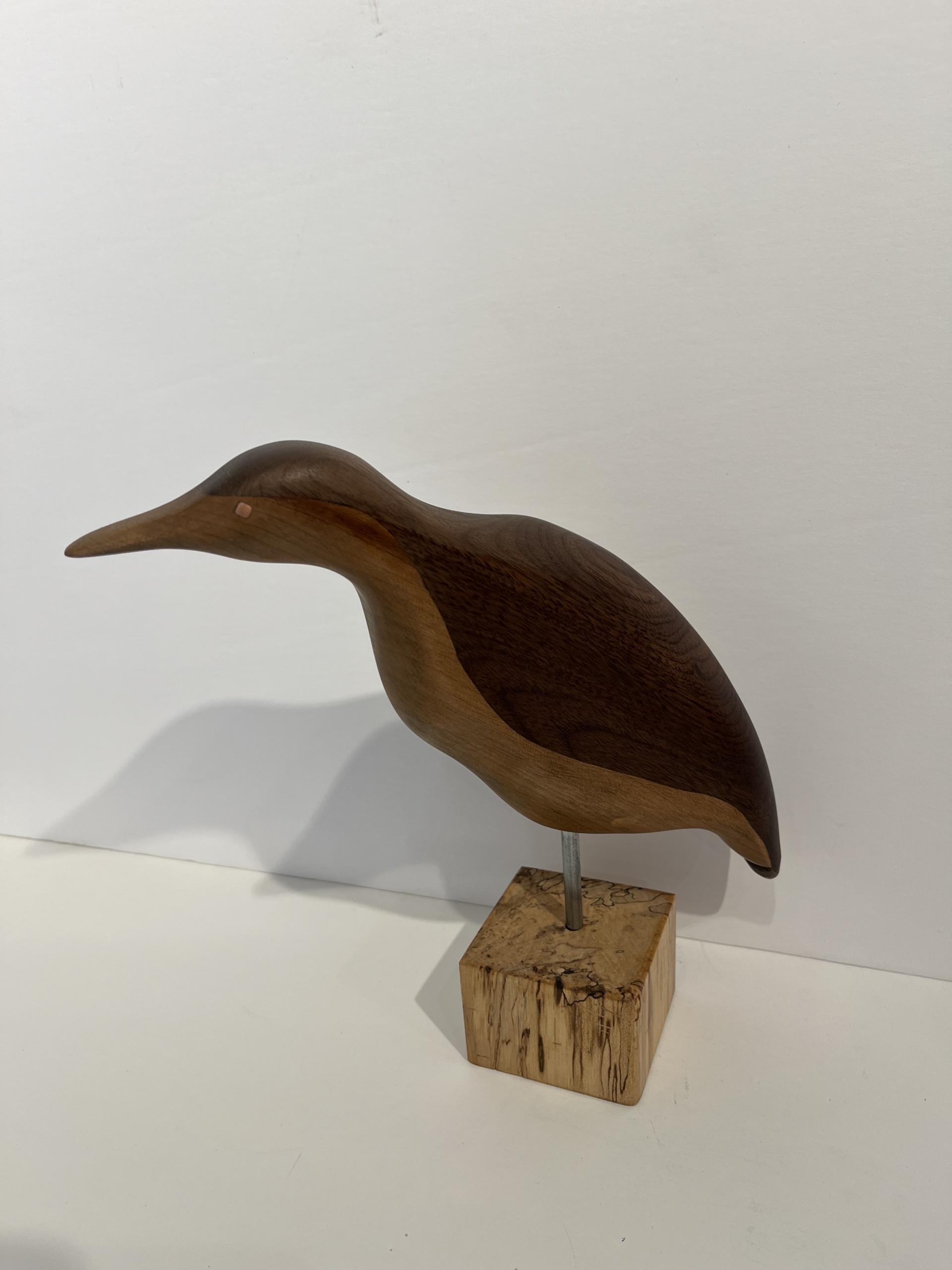 oiseau bicolore. Benoit Gingras